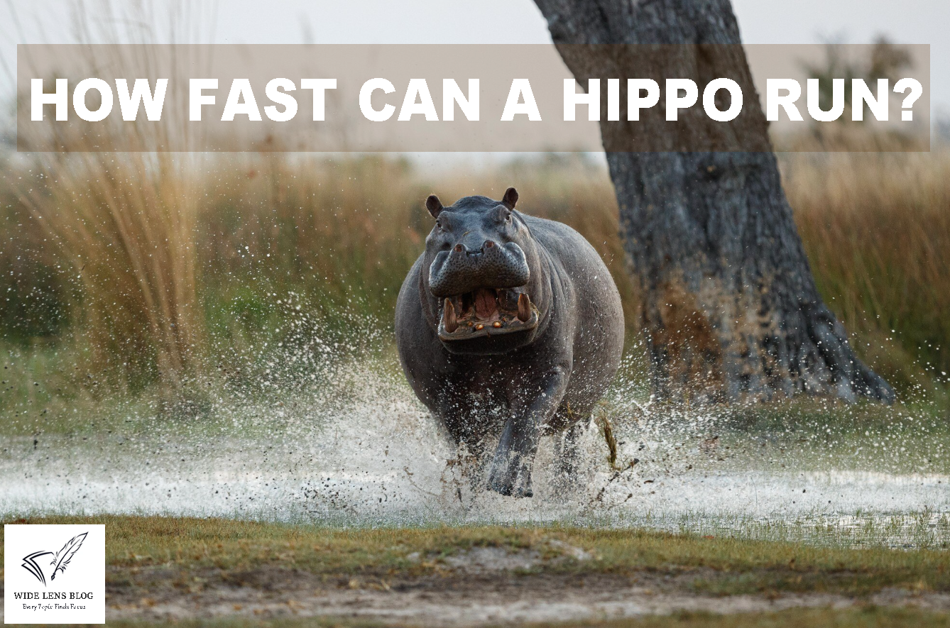 How fast can a hippo run