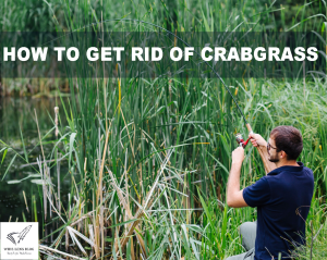 Read more about the article How to Get Rid of Crabgrass: A Detailed and Comprehensive Guide