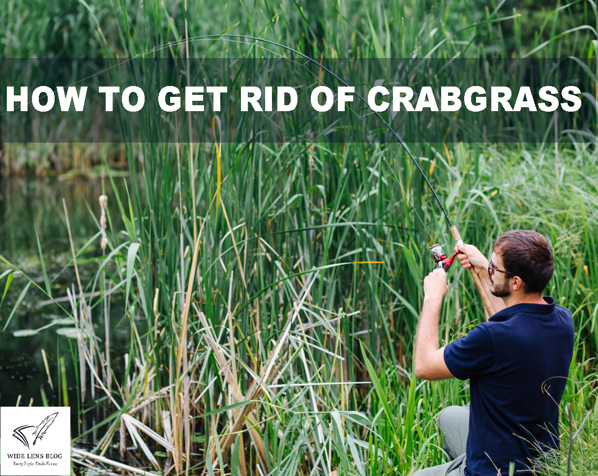You are currently viewing How to Get Rid of Crabgrass: A Detailed and Comprehensive Guide