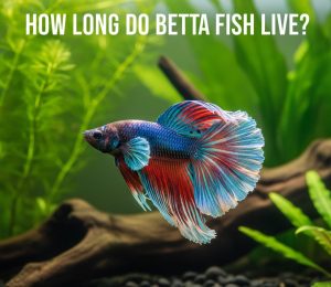Read more about the article How Long Do Betta Fish Live? A Complete Guide to Their Lifespan